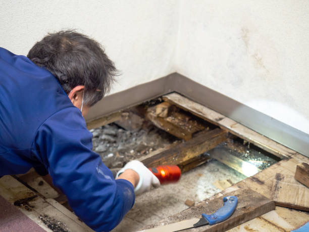 Best Mold Removal and Inspection  in Spring City, UT
