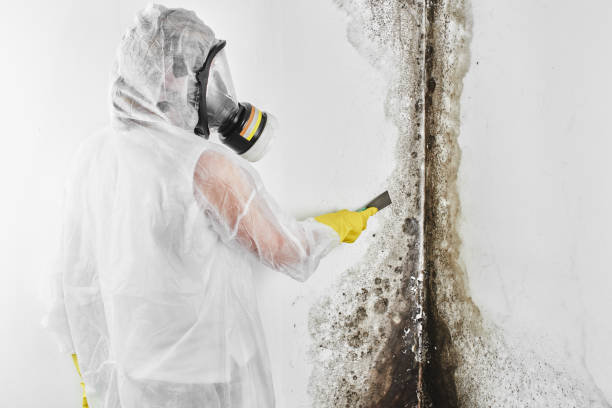 Best Mold Removal Company Near Me  in Spring City, UT