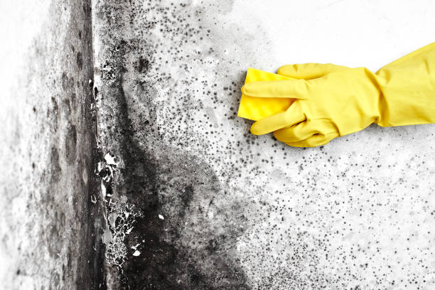 Best Mold Removal Near Me  in Spring City, UT