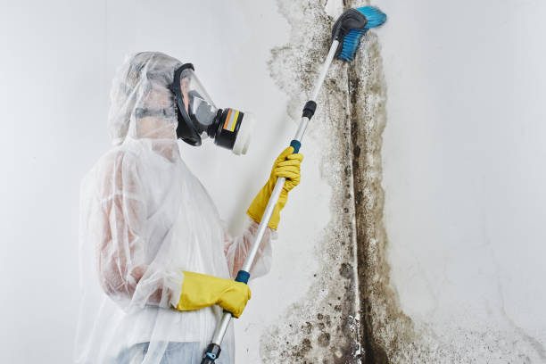 Mold Removal and Inspection in Spring City, UT