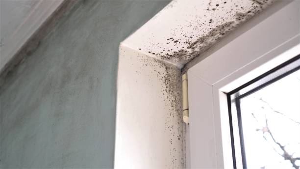Best Best Mold Removal Companies  in Spring City, UT