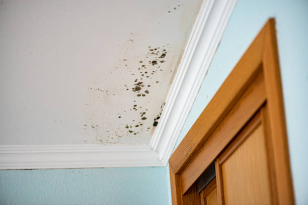 Best Emergency Mold Removal  in Spring City, UT
