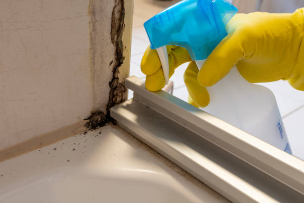 Best Attic Mold Removal  in Spring City, UT