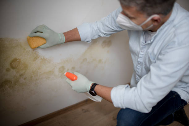 Best Toxic Mold Removal  in Spring City, UT