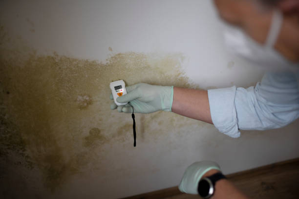 Best Crawl Space Mold Removal  in Spring City, UT
