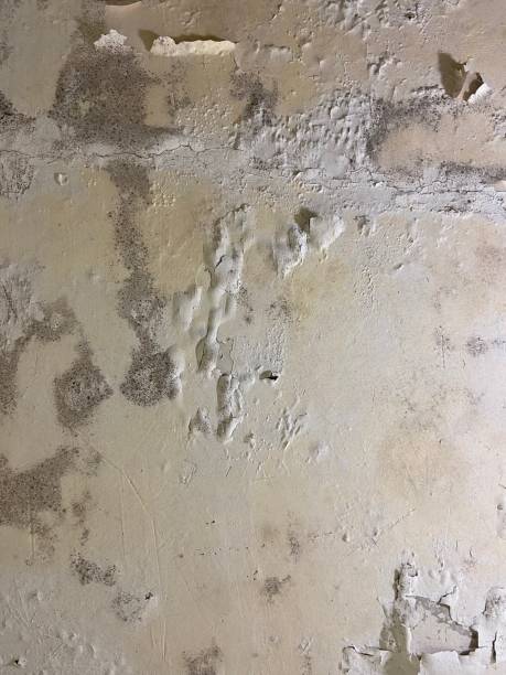 Best Attic Mold Removal  in Spring City, UT