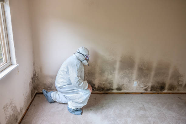 Home Mold Removal in Spring City, UT
