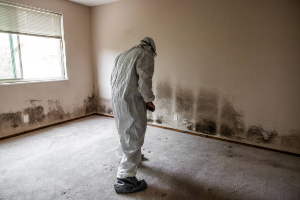 Best Commercial Mold Removal  in Spring City, UT