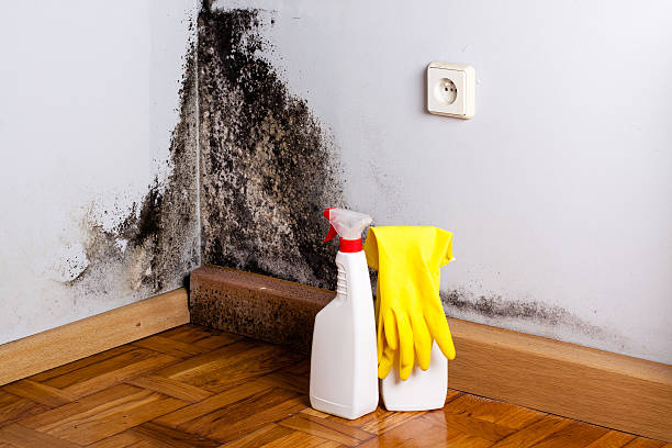 Best Home Mold Removal  in Spring City, UT