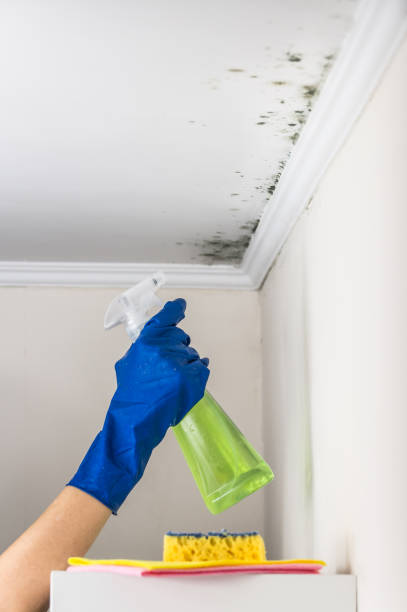 Best Mold Remediation Experts  in Spring City, UT