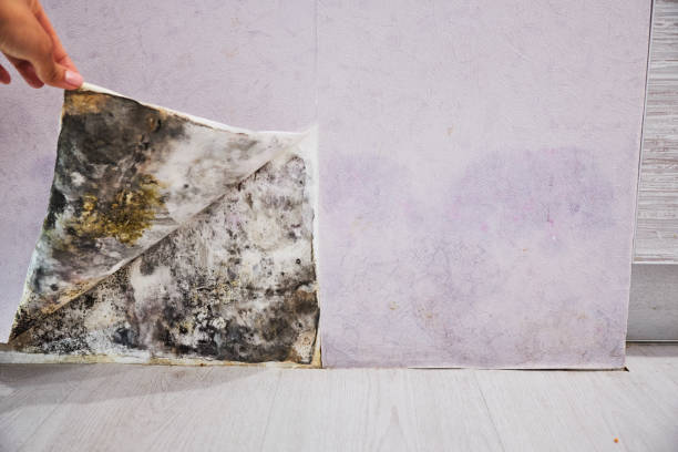 Mold Testing and Removal in Spring City, UT